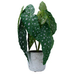 Faux Potted Plant