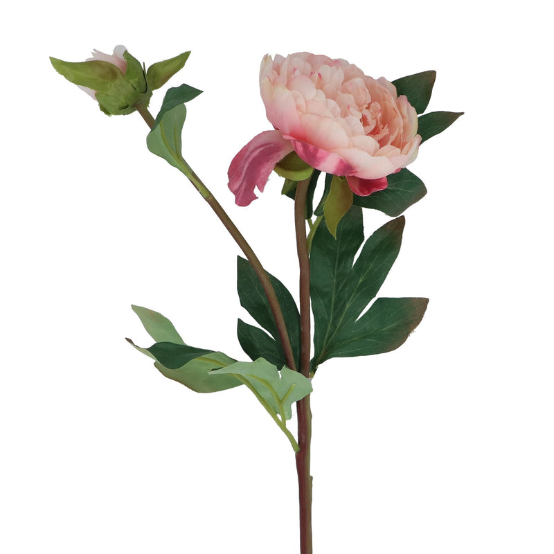 Pale Pink Peony Stem