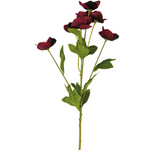 Burgundy Hellebore Flower Stem