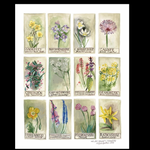 Driftwood Designs Poster Prints