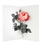 Ohh Deer Layered Cards