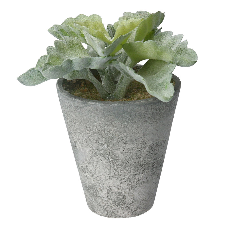 Faux Curly Echeveria in Pot,  (LxWxD) 14x12x12cm