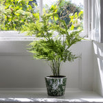 Asparagus Fern