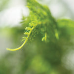 Asparagus Fern