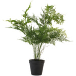 Asparagus Fern