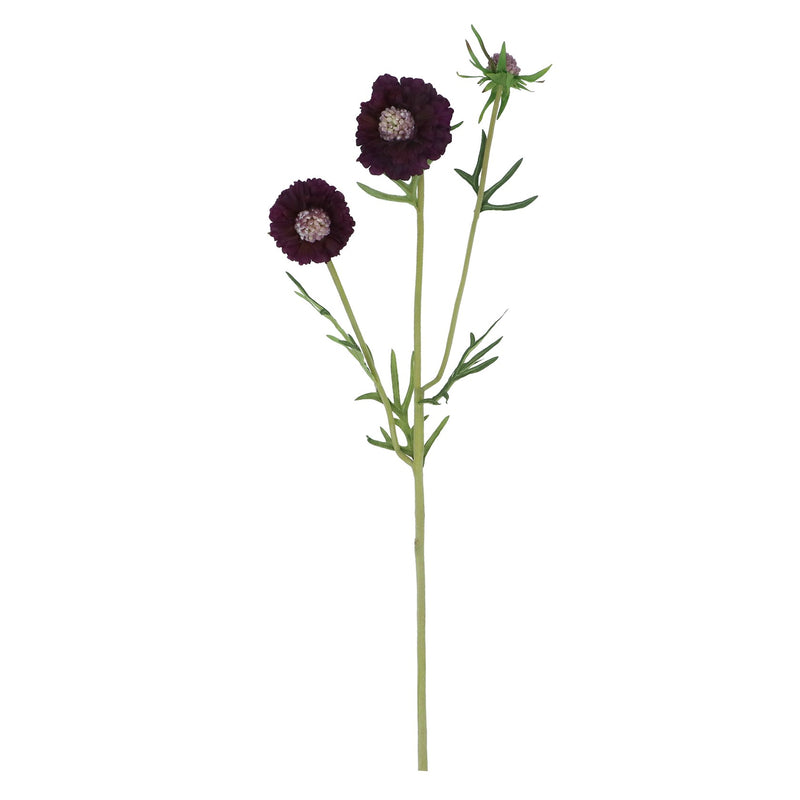 Purple Scabiosa Single Flower and Bud