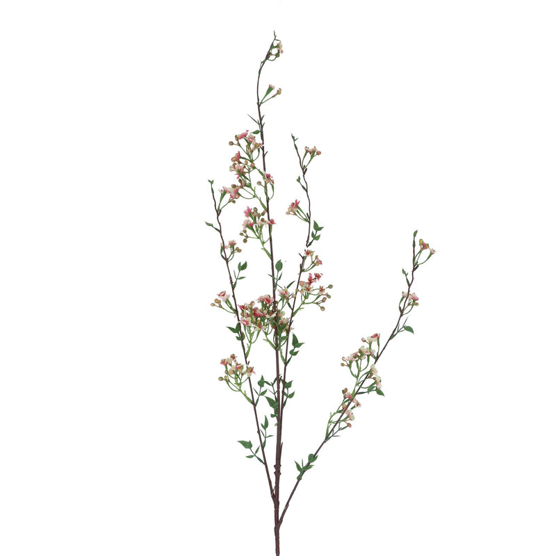 White Wintersweet Spray