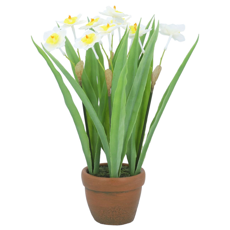 Terracotta Potted Narcissus Plant