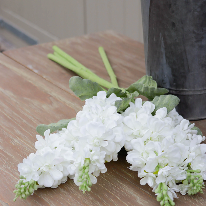 White Stock Flower Stem