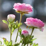 Ranunculus Flower Stem