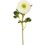 Ranunculus Flower Stem