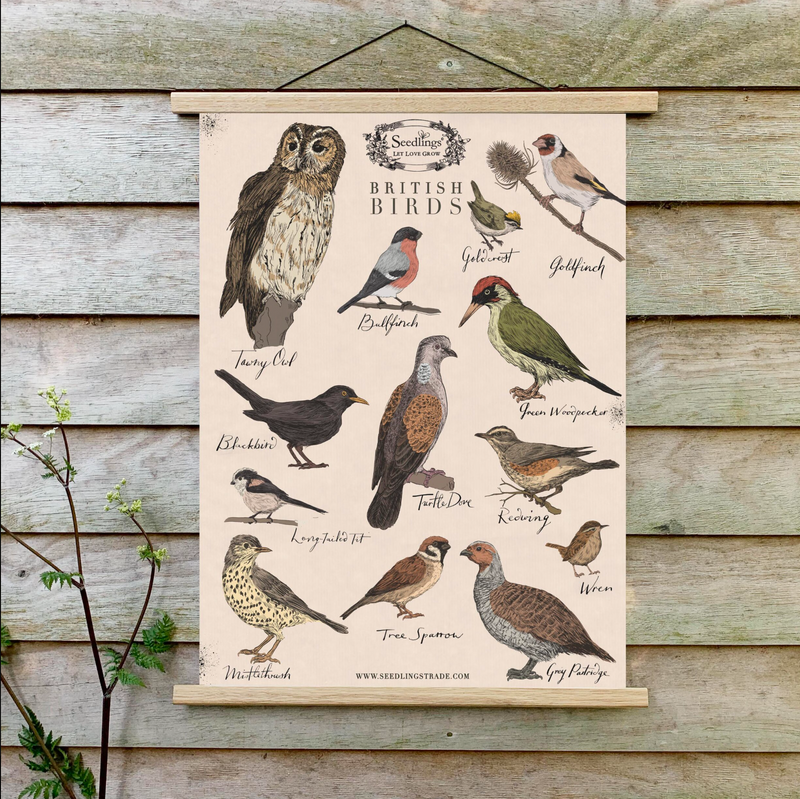 A2 British Birds Print with wooden hangers