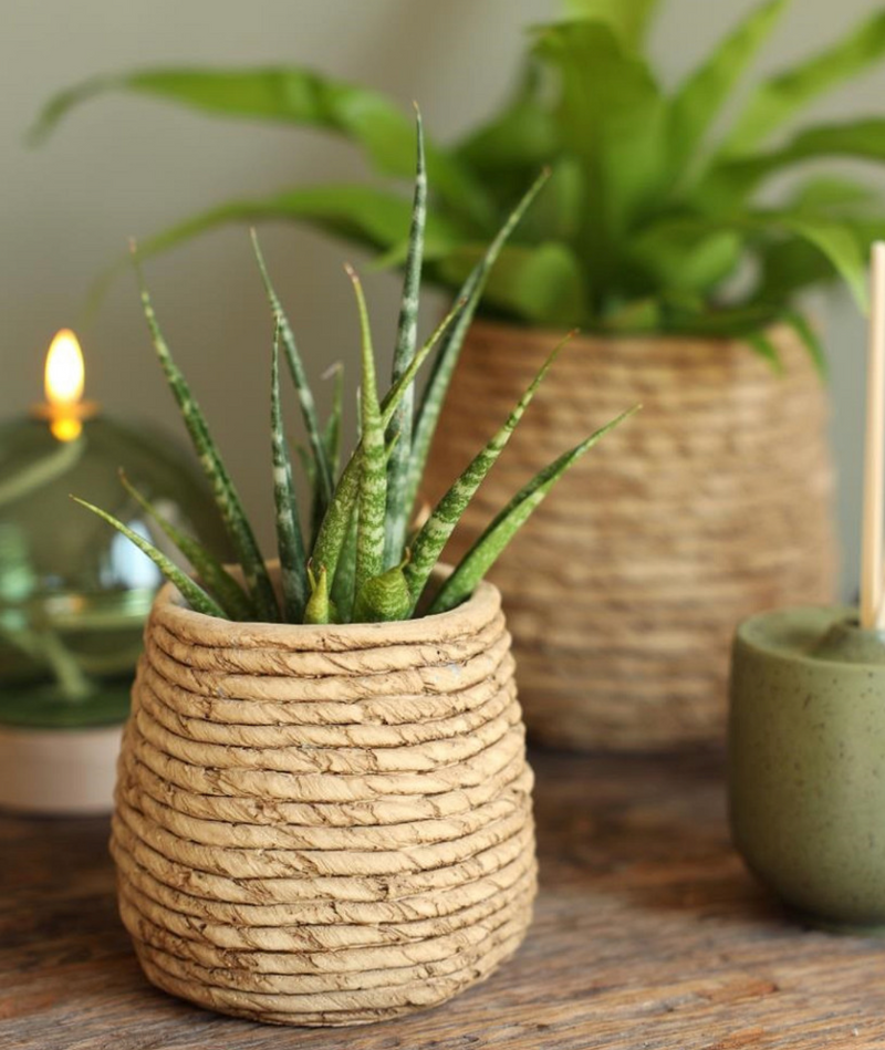 Palma Plant Pot