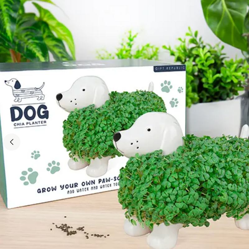 Chia Planters