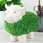 Chia Planters