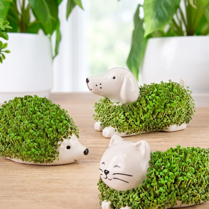 Mini Chia Planter