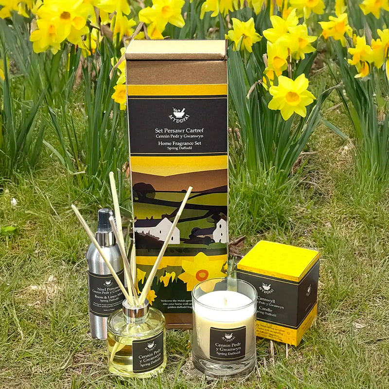 Myddfai Spring Daffodil