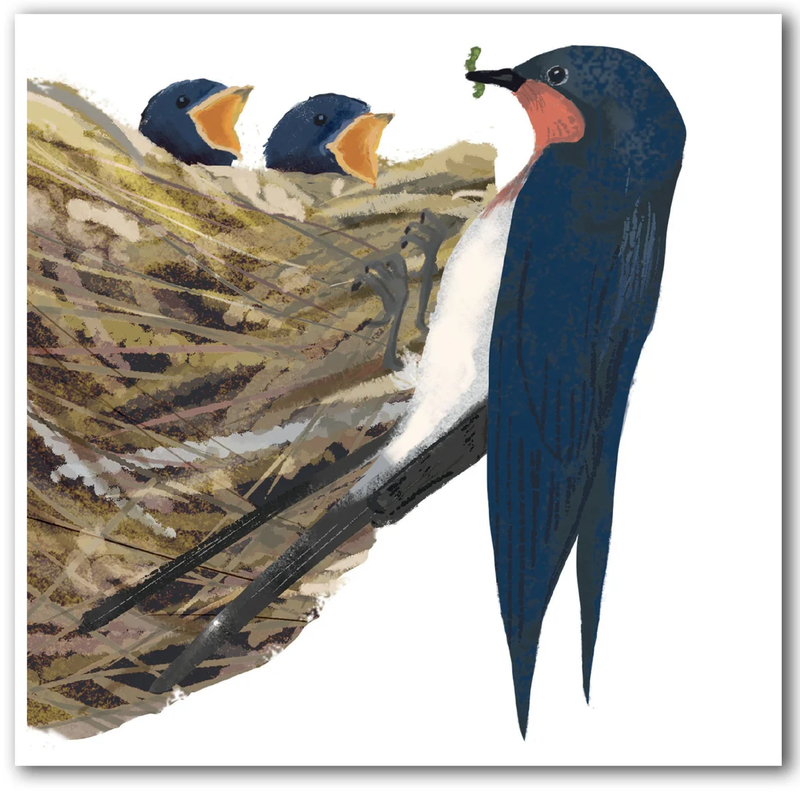 Swallow Feeding Chicks