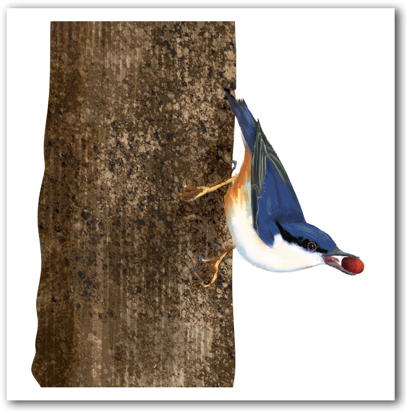 Nuthatch