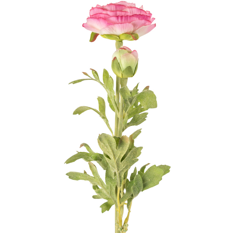 Ranunculus Flower Stem